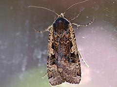 Large Yellow Underwing
